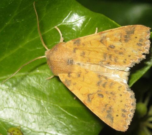 Réf. 216 306 : Xanthia gilvago